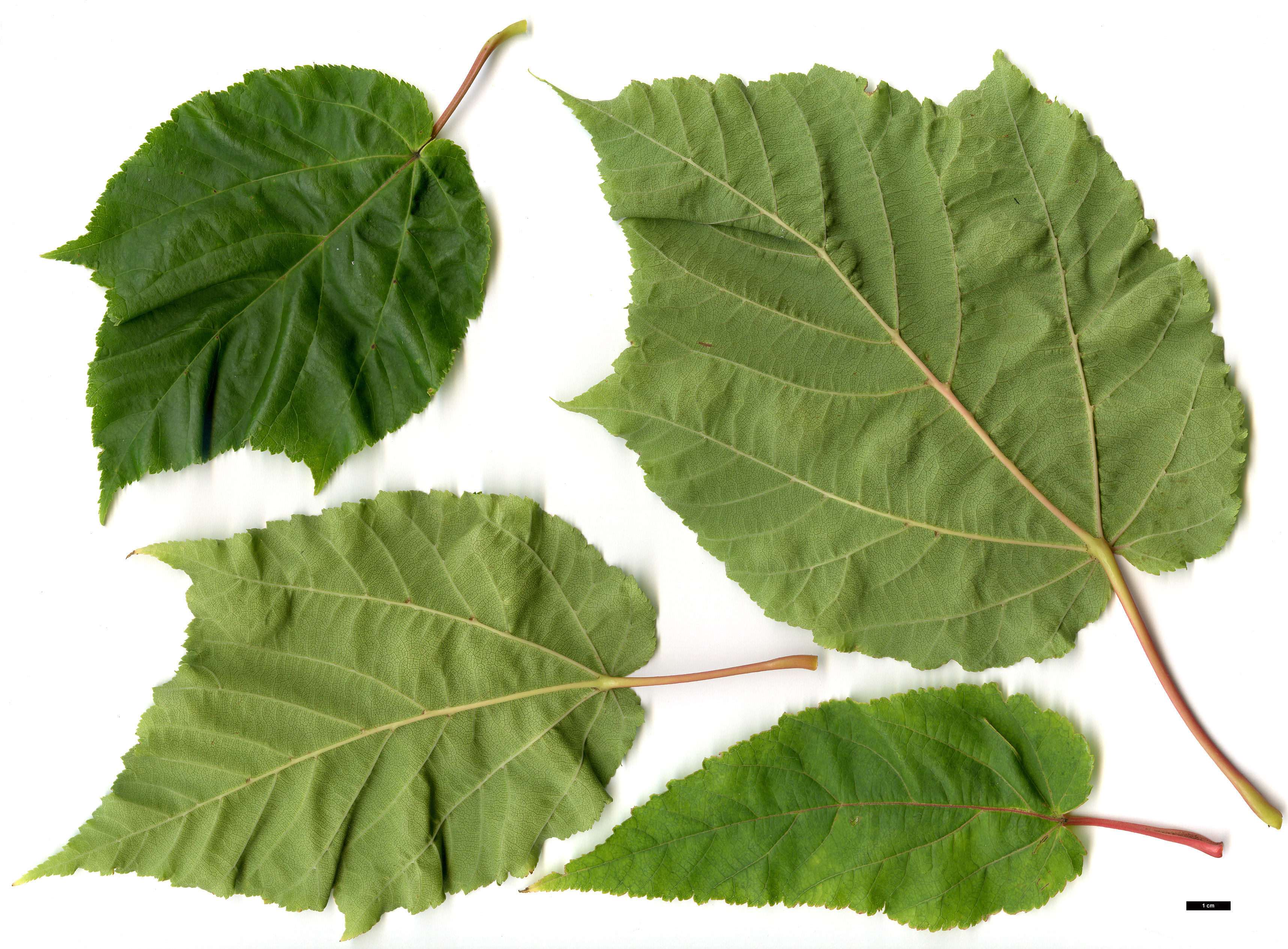 High resolution image: Family: Sapindaceae - Genus: Acer - Taxon: ×conspicuum - SpeciesSub: 'Phoenix' (A.davidii × A.pensylvanicum)